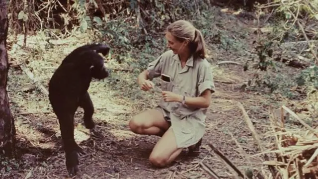 Jane Goodall with a chimp