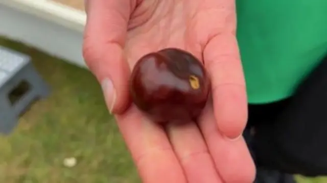 A close-up of a conker in a woman's palm