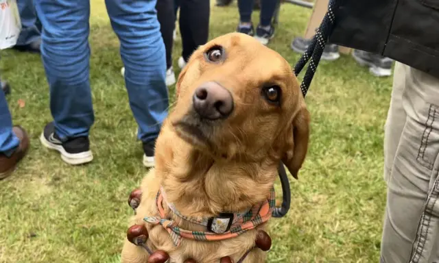 Lottie - a golden coloured Labrador who was staring at the camera. She was wearing a brown conker necklace and sat on grass.