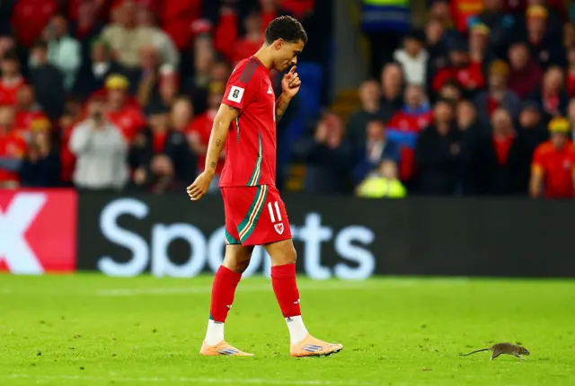 Brennan Johnson chases a rat off the pitch