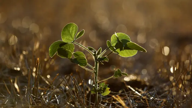A soy bean sprout
