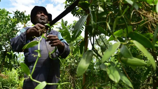 Vanilla farmer, Ibrahim Boucar tends on July 29, 2018 to the vines at one of the farms