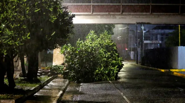 A fallen tree lies on a street while it rains, as Hurricane Melissa approaches, in Kingston, Jamaica