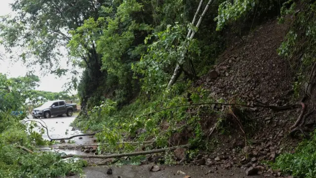 tree branches fallen down in road