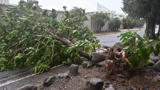 A fallen tree on a road caused by Hurricane Melissa in Kingston, Jamaica