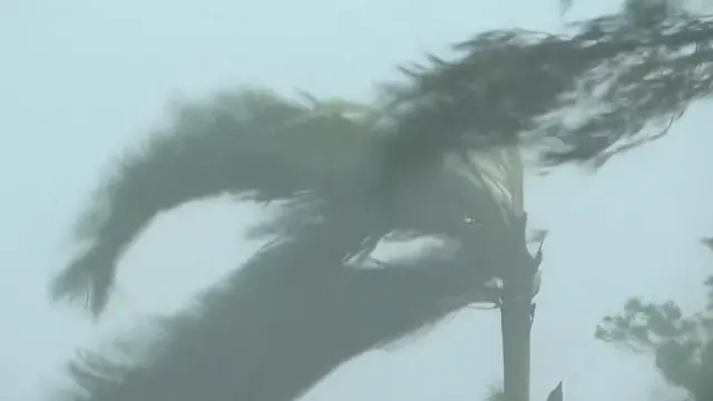 Tree being buffeted by strong wind