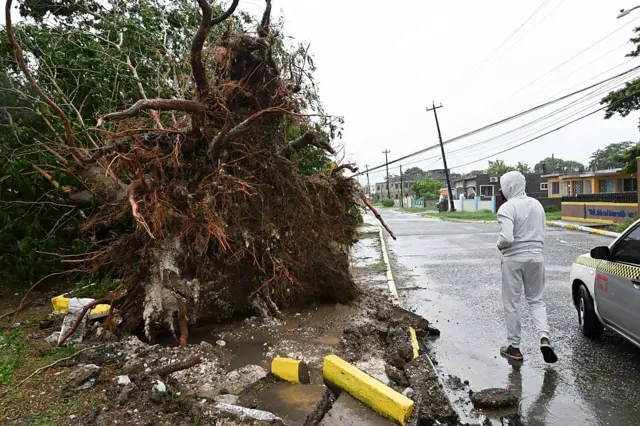 A man looks at a fallen tree in St. Catherine, Jamaica, shortly before Hurricane Melissa made landfall on October 28, 2025