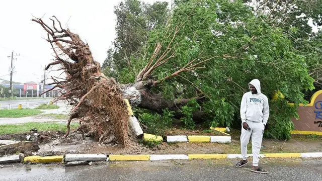 A man looks at a fallen tree in St. Catherine, Jamaica