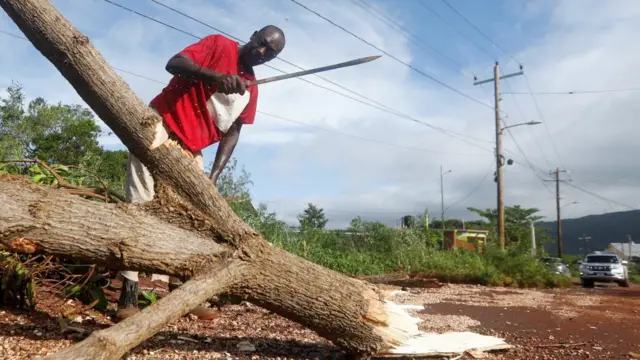 Man uses a machete to chop a tree