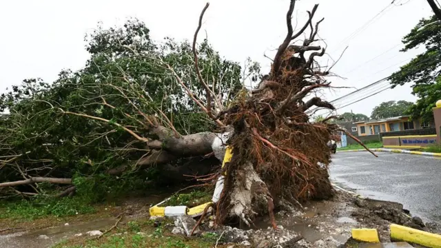 A tree on its side with its roots showing, lying next to a road