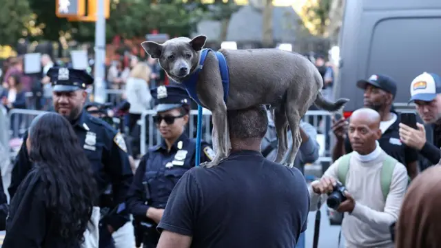 Gray dog in blue harness stands on shoulder's of man in navy T-shirt, with photographers to one side and uniformed politce to the other
