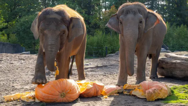 Elephants stomp on pumpkins