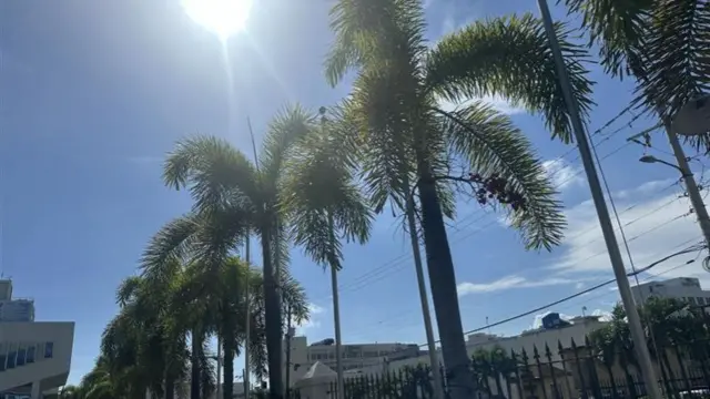 Palm trees in Kingston, Jamaica as the sun beats down