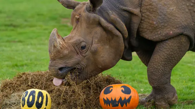 A rhino plays with two pumpkins at Whipsnade Zoo