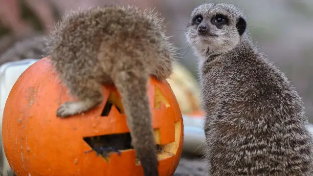 Meerkats investigate a pumpkin and skeleton in their enclosure at Five Sisters Zoo ahead of Halloween