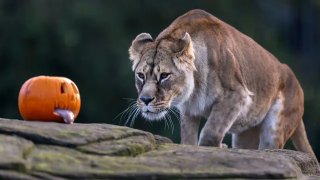 Lionesses Luna inspects a pumpkin in her enclosure at Five Sisters Zoo ahead of Halloween
