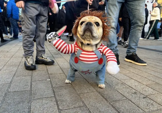 A dog dressed in a chucky the doll costume with red and white striped top and a pretend knife