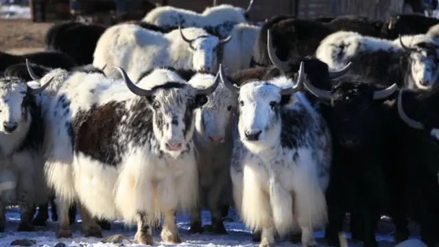 Yaks in snow, Wenquan County, Xinjiang, China, November 30, 2019
