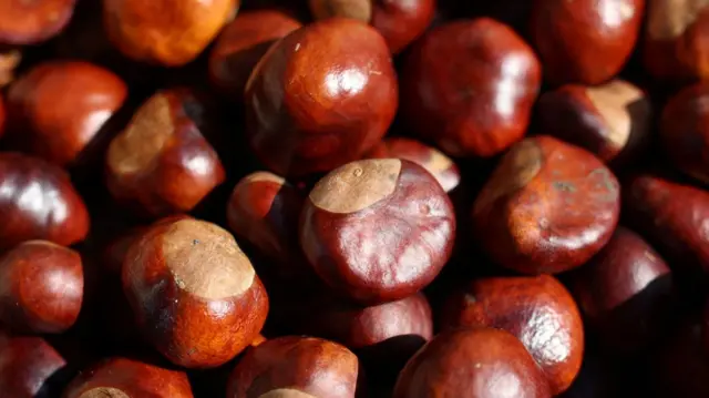 A pile of brown conkers with the sun shining on them. It is a close up image