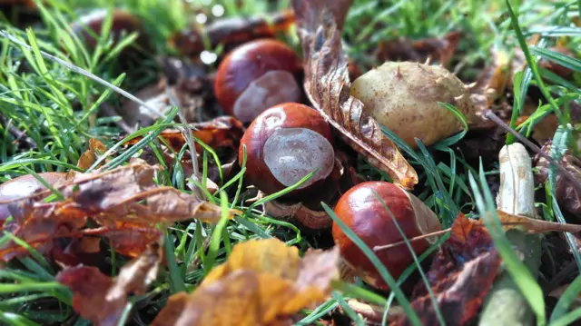 Conkers on grassy ground surrounded by broken spiky green shells and leaves.