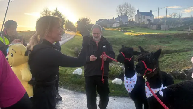 Sara Cox and alpacas