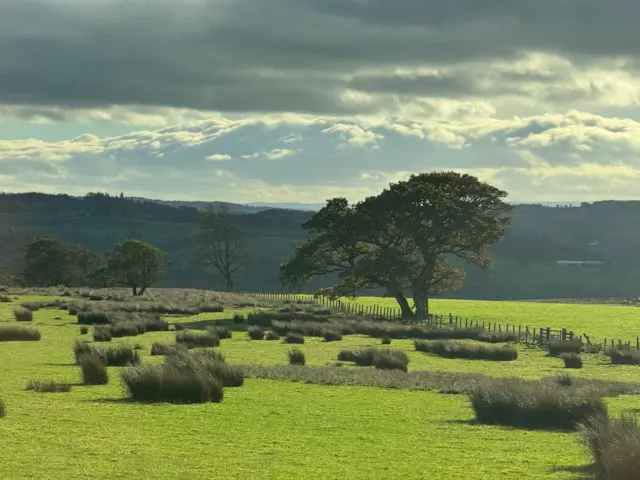 Natural scenery of a field with a prominent tree by fencing with hills in the background.