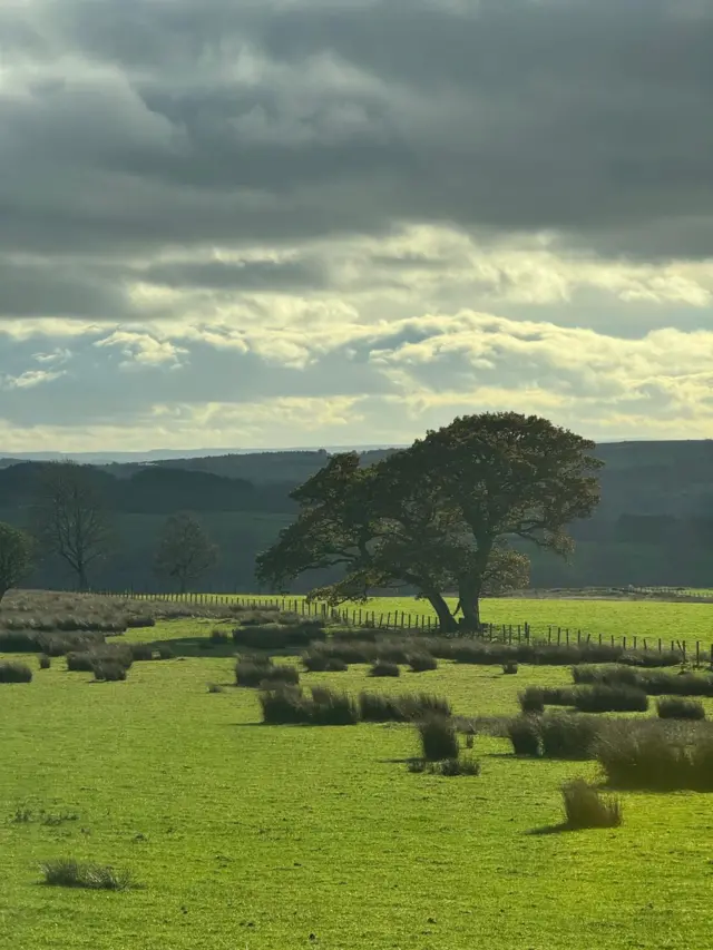 Natural scenery of a field with a prominent tree by fencing with hills in the background.