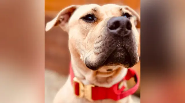 A beige dog with a black nose and red collar