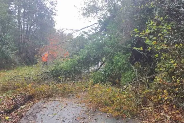 A large tree has fallen across a path or road