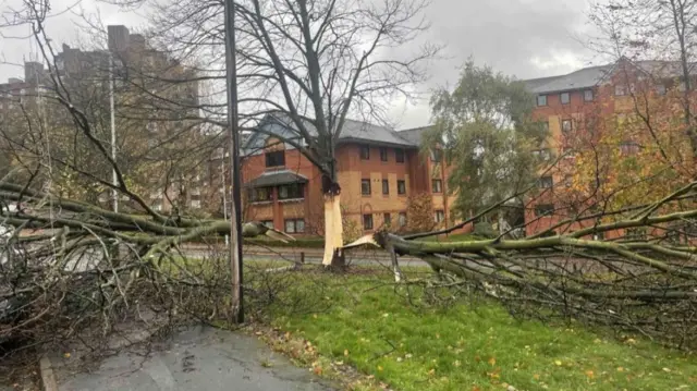A fallen tree lying on grass beside a road with a large red brick building behind
