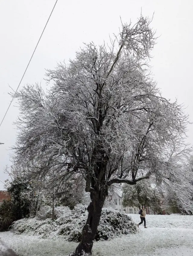 A tree white with snow, while a person walks through a park behind