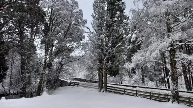 A field and trees are covered in snow