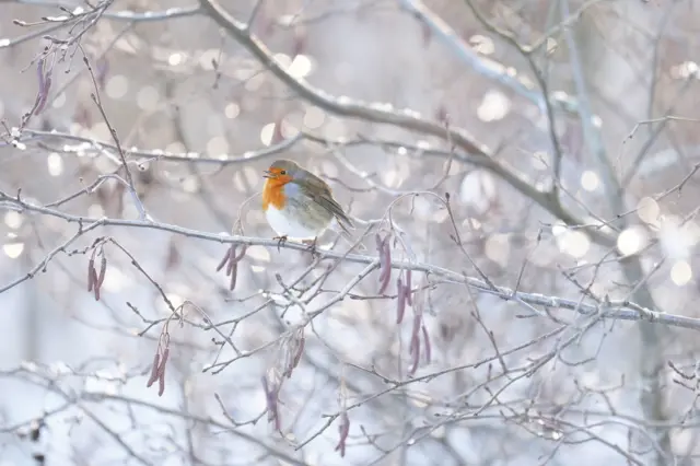 A robin on a branch with snow in the background