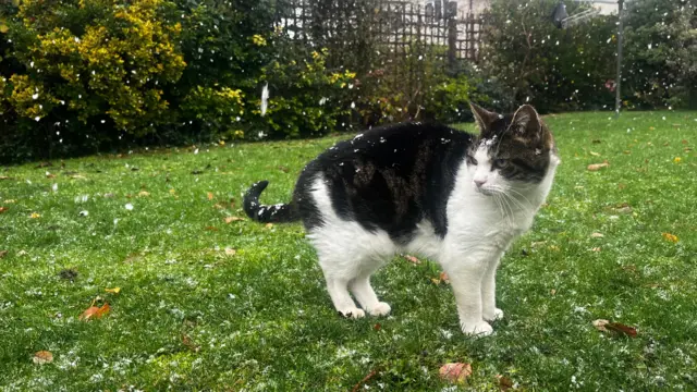A car stand in a garden while snow falls around it