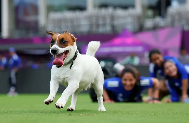 Jemimah Rodrigues' dog