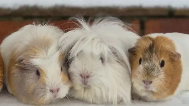 Three Guinea pigs sit in the snow. Behind them is the top of a wall with more snow on top of it.