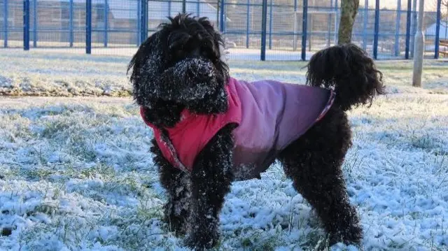 A black dog in a red and pink coat on a slightly snow covered piece of grass. The dog has now on its face.