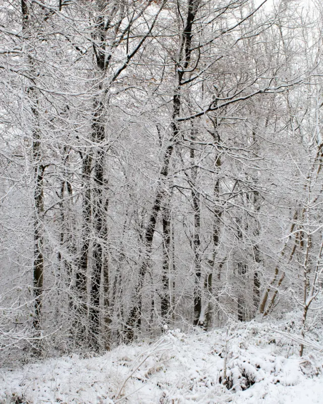 A forest with trees covered in snow as well as a blanket of snow across the forest floor