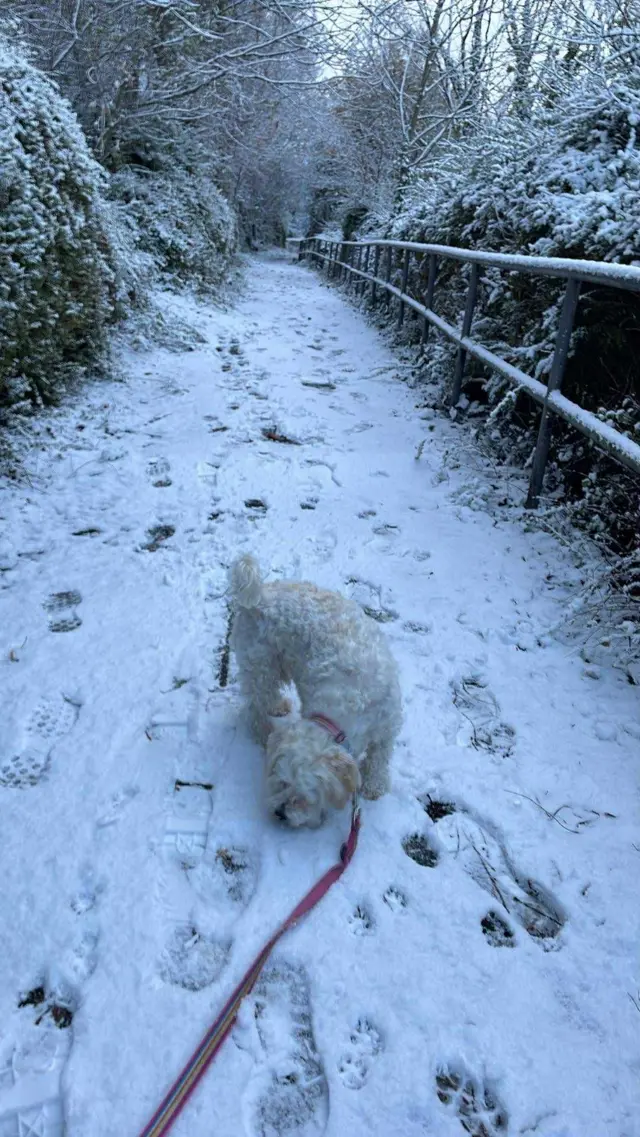 A small dog sniffs some snow, which is covered in footprints