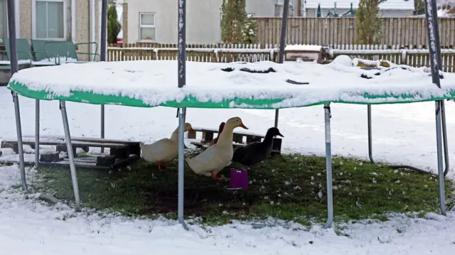 A family of ducks shelter from the snow underneath a trampoline in a residential garden. In Cargan, Northern Ireland