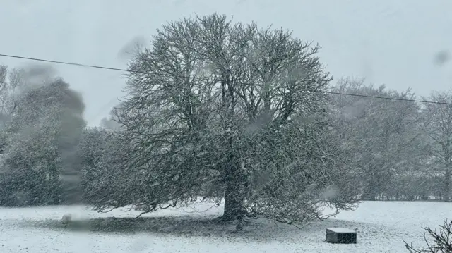 A snow covered tree in a field
