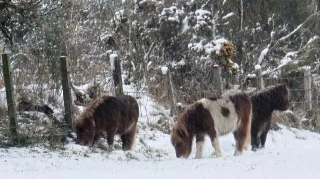 Three ponies eating in the snow, they are the next to a fence.