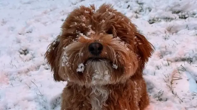 A small brown dog in the snow