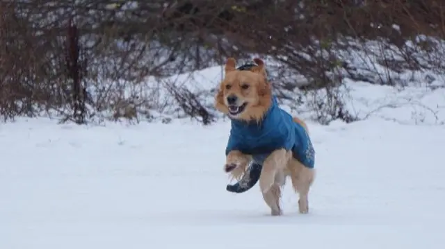 A dog wearing a blue coat runs through the snow. The dog looks very happy.