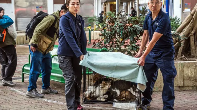 Hong Kong rescue workers carry a crate of cats through the streets.