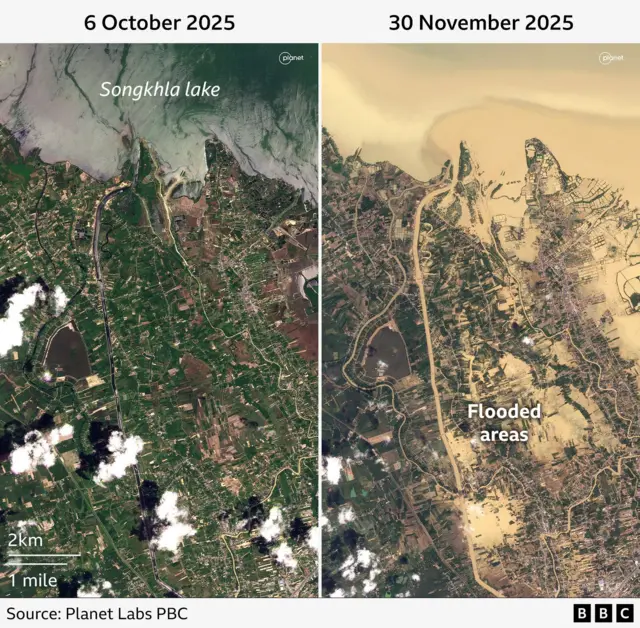 Before and after satellite images of an area near Songkla lake from 6 October and 30 November. The after photo shows large areas which were previously green or settlements are now coloured a yellow-brown by floodwater.