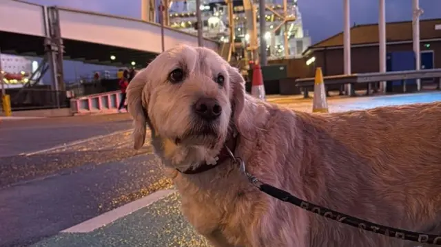 Dog on the tarmac waiting at Dover Ferry waiting for a ferry to Calais