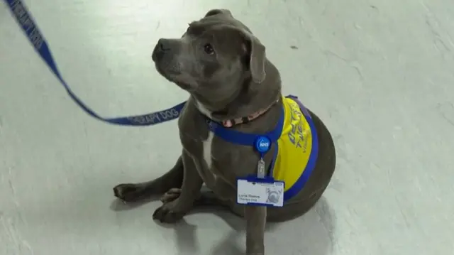 A grey, small but chunky dog sat on the floor on its hind legs. It looks up and to the side and has a name tag on and a yellow and blue harness