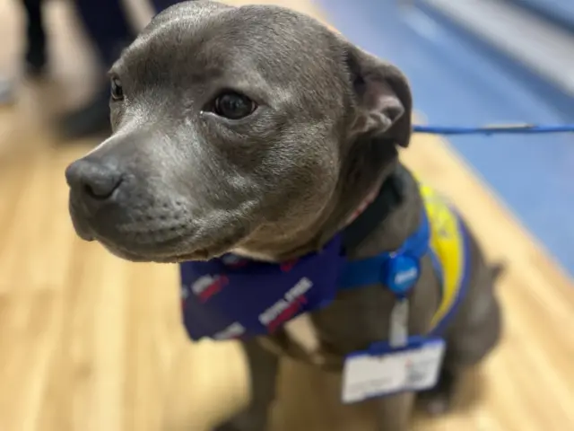 A close up of Luna, a grey short haired dog, wearing a staff badge from a blue harness