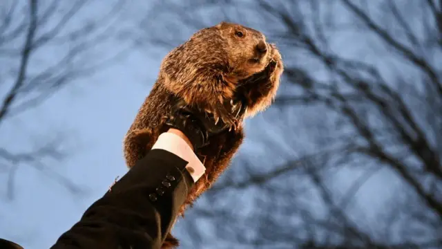 A groundhog being held up by a man in a black suit with blurred out trees in the background